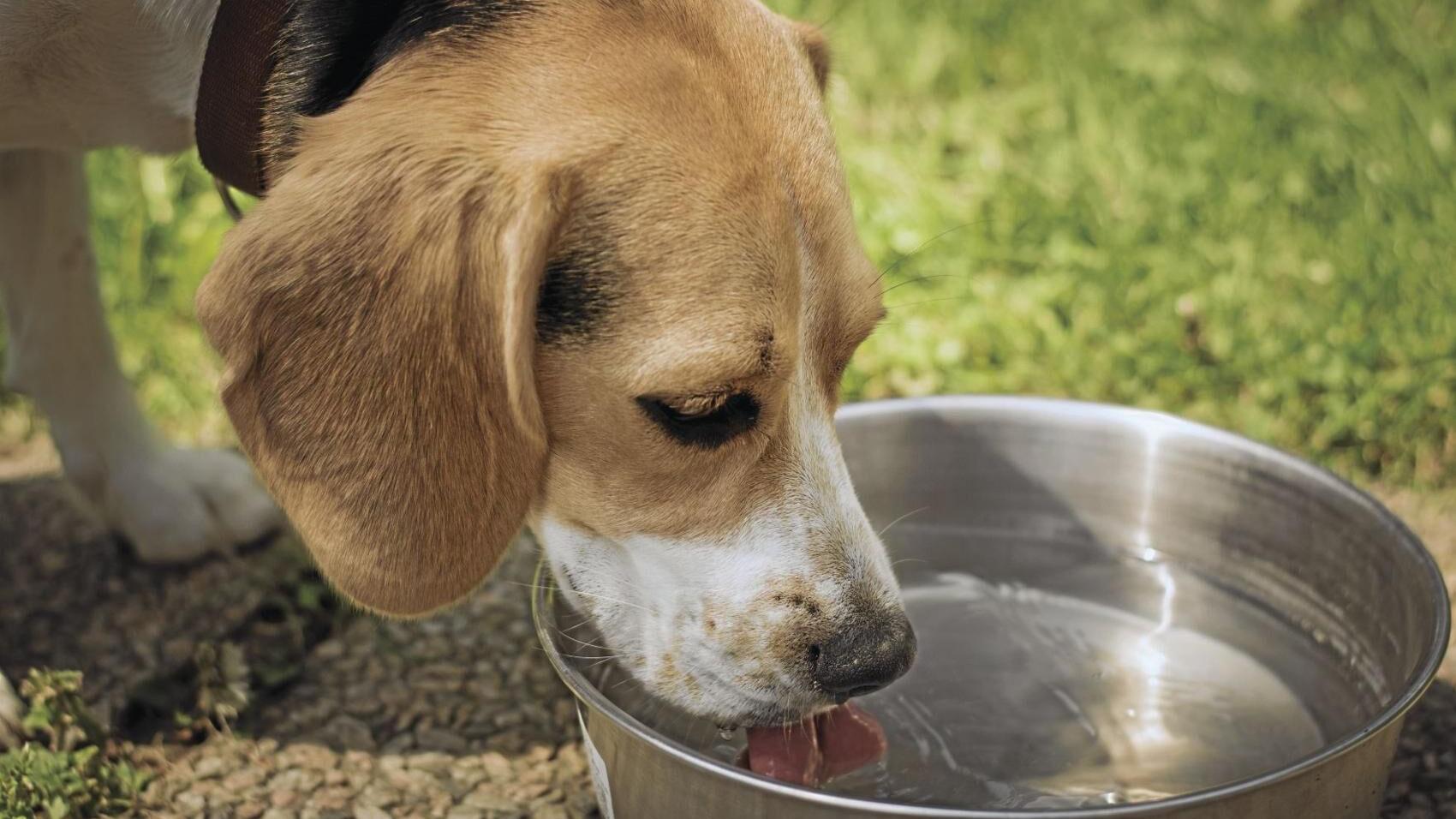 Hot dog: Veterinarians give summer safety tips